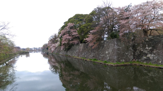 彦根城桜